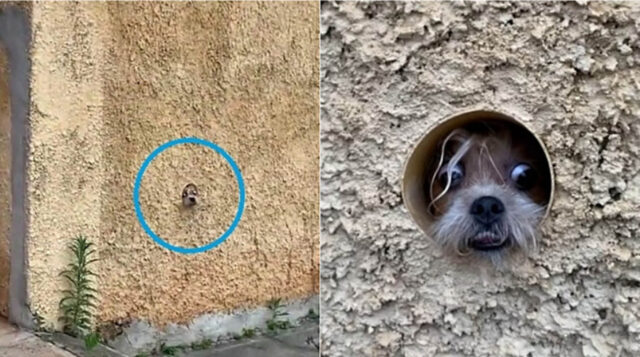 La cagnolina infila la testa in un tubo del suo giardino per spiare il vicinato