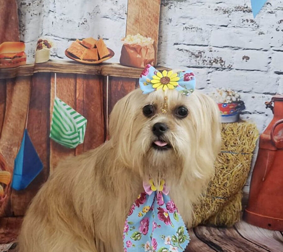 cagnolina con foulard