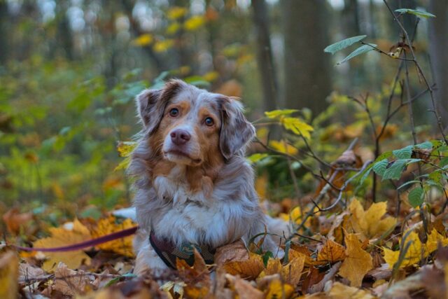 6 foto di cani che ti faranno rivalutare la stagione autunnale