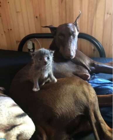 Cucciolo di cane accoglie tra i suoi neonati anche un gattino