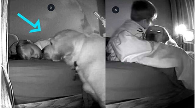 Cucciolo di cane si sveglia nel cuore della notte per baciare un bimbo
