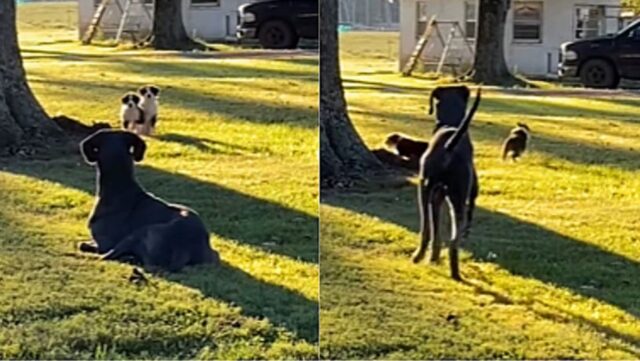 Cuccioli di cane scappano spaventati e il motivo è tutto da ridere