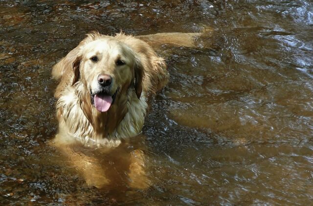 Un uomo e il suo cane salvano due poveri quattro zampe caduti in un lago ghiacciato (VIDEO)