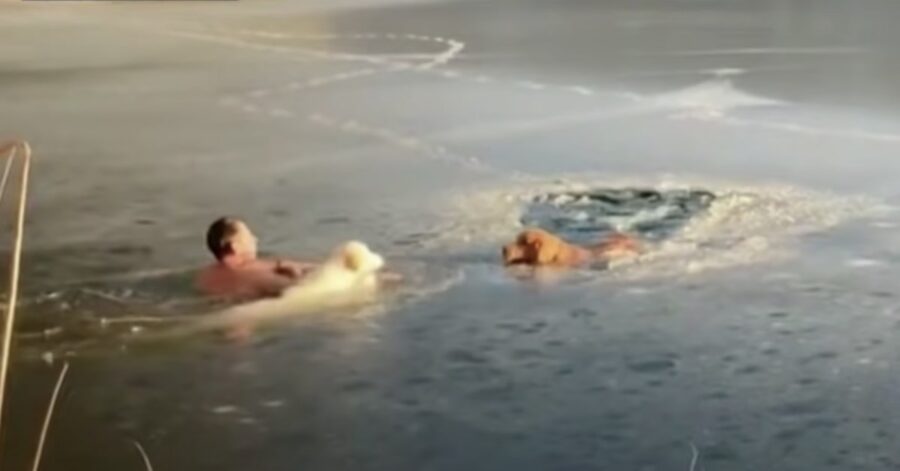 uomo e suo cane salvano cani in acqua