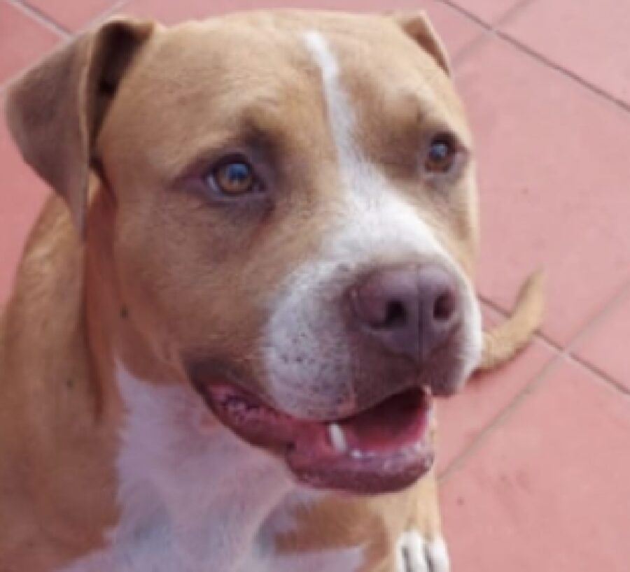 cane pitbull muso marrone