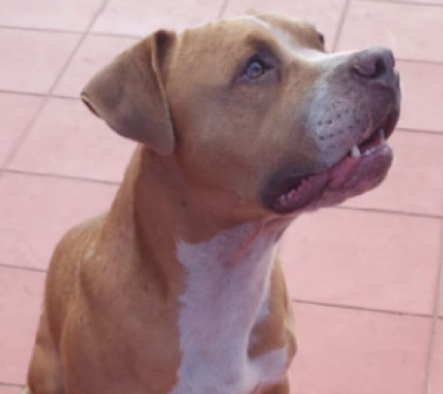 cane pitbull mostra denti