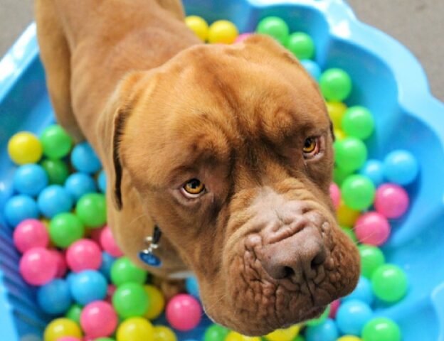 Catania, un post sui social denuncia la scomparsa di Binno, questo Pitbull non si trova più