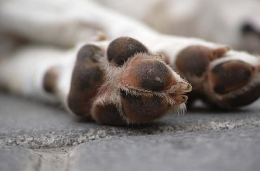 cane zampe su asfalto