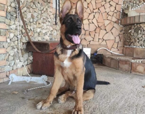 Catanzaro, risulta smarrito un cane Pastore Tedesco di 5 mesi, Arnold è sparito nel nulla