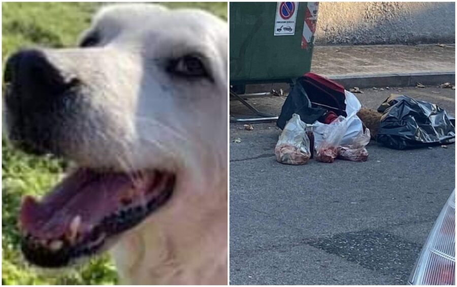 cane ucciso e gettato tra i rifiuti