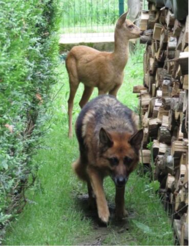 Cucciolo di cane si prende cura di una cerva per giorni