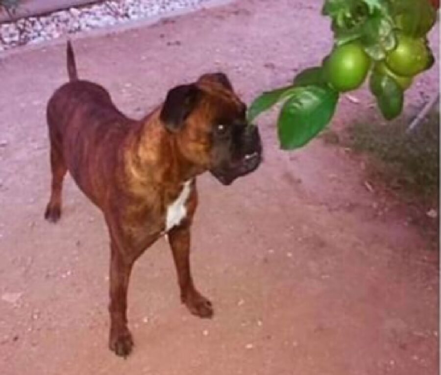 cane maila boxer pelo marrone striato