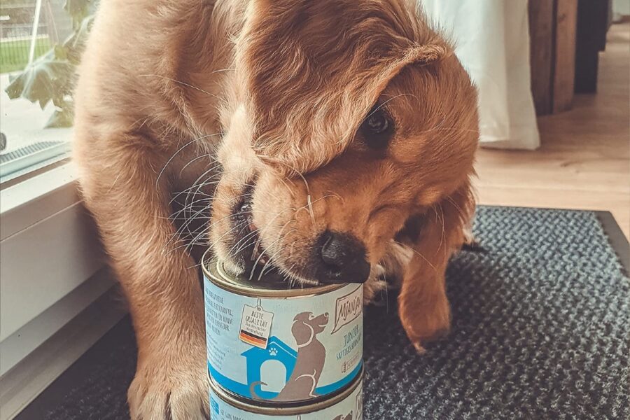 cucciolo di cane morde scatola di cibo