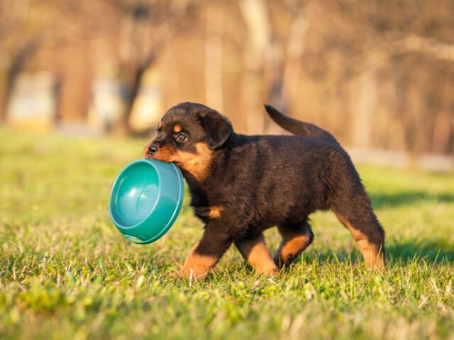 Cibo umido per cuccioli di cane, 5 formule ideali per Fido