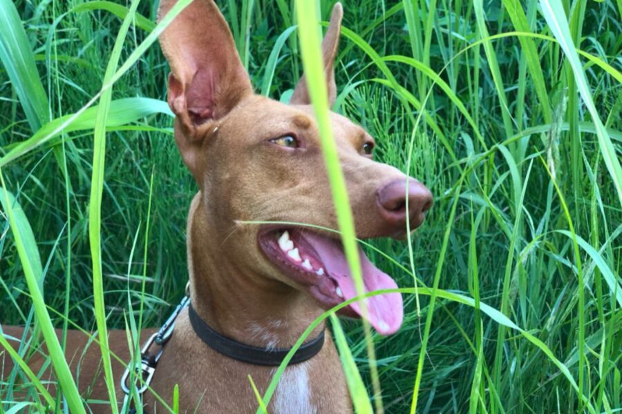 cane cirneco dell'Etna all'aperto