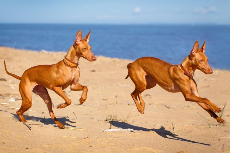 cani in spiaggia