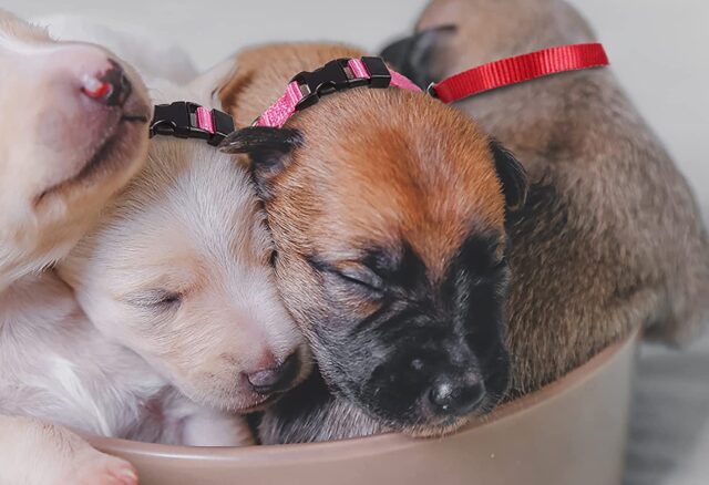 5 collari per cuccioli di cane, i migliori per il nostro Fido