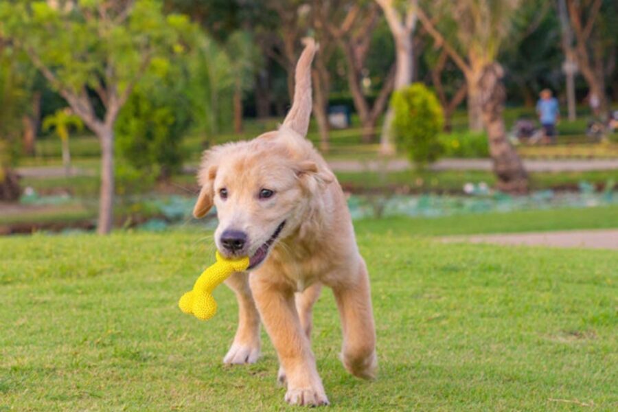 cane che gioca in giardino