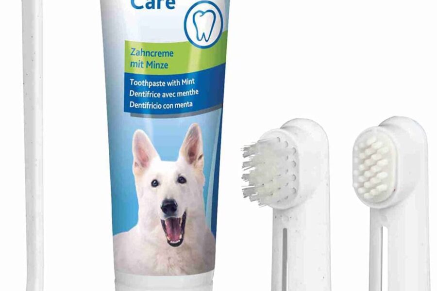 spazzolini per il cane