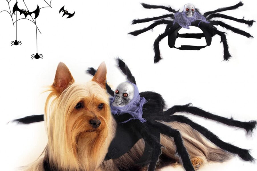 cane vestito da ragno
