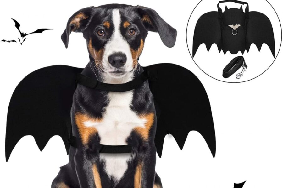 cane vestito da pipistrello