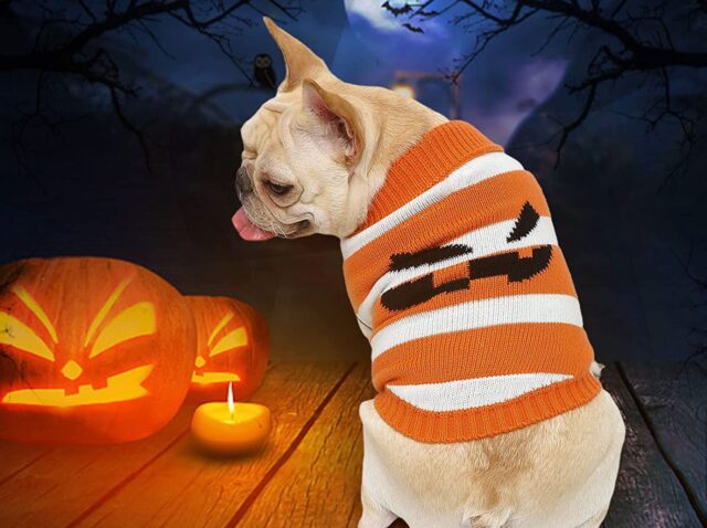 5 costumi di Halloween per cani, quelli più stravaganti per Fido