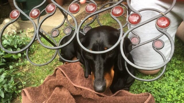 La cucciola di Bassotto Mille resta incastrata dentro un portabottiglie di vino