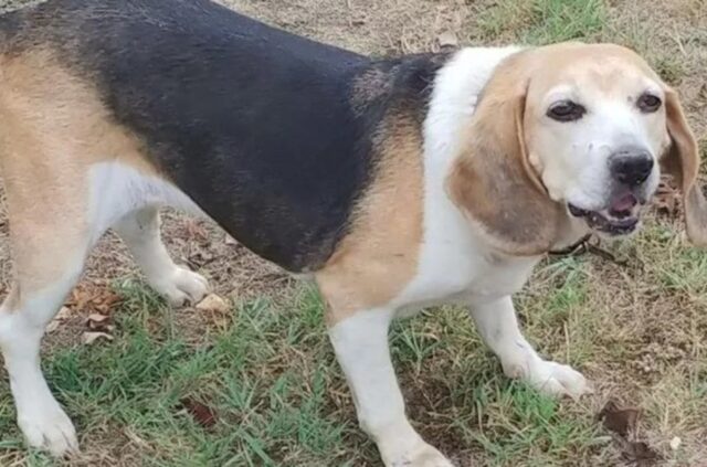 La cucciola di Beagle Birba muore qualche giorno dopo il suo proprietario