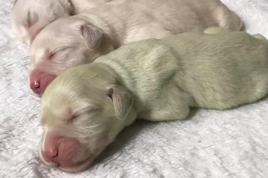 cani bianchi che dormono