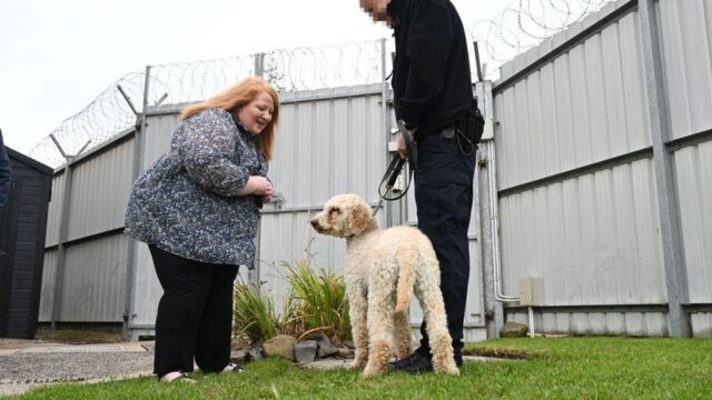 Cuccioli di cane fiutano all’interno delle carceri irlandesi