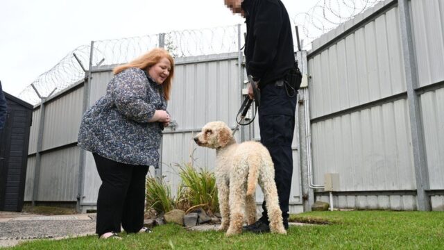 Cuccioli di cane fiutano all’interno delle carceri irlandesi