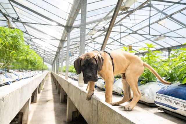 Tantissimi cuccioli di cane sballati per la strade americane