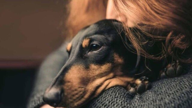 Cuccioli di cane soffrono di solitudine con il rientro dei proprietari al lavoro