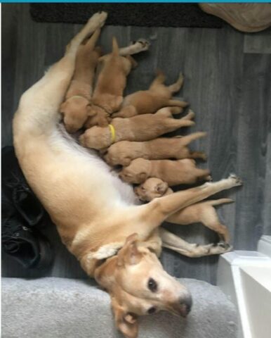 Cuccioli di cane cercano di correre per casa, ma la mamma ha un’idea