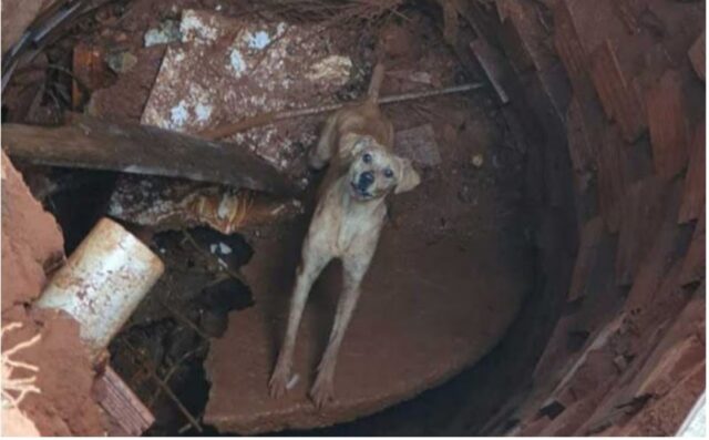 Cucciolo caduto in un pozzo: tempestivi i soccorsi per salvarlo