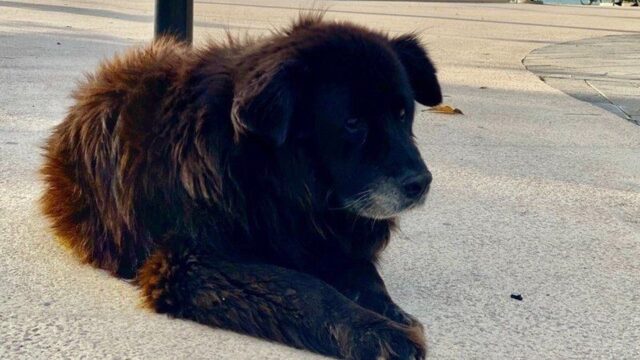 Cucciolo di cane Nerone esce dalla clinica veterinaria