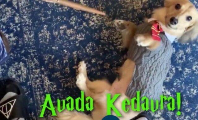 Il cucciolo di Bassotto Remus è un cane davvero magico (VIDEO)