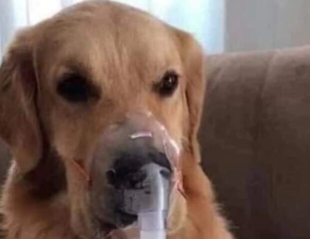 Un cucciolo di Golden Retriever asmatico è stato salvato dalla violenza del padrone