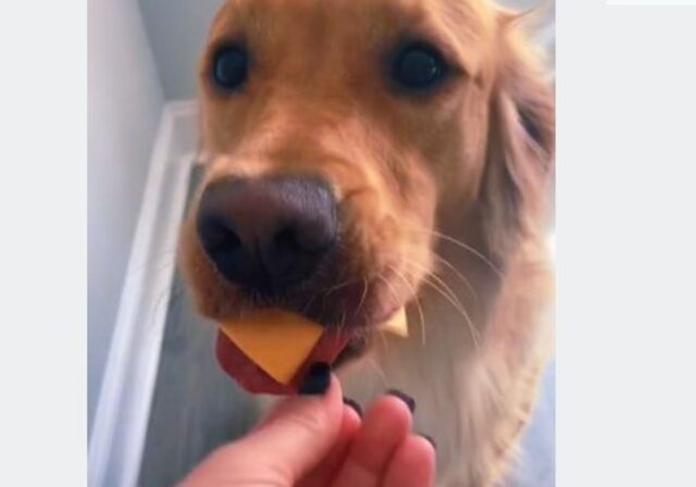 Un cucciolo di Golden Retriever mangia un’intera fetta di formaggio
