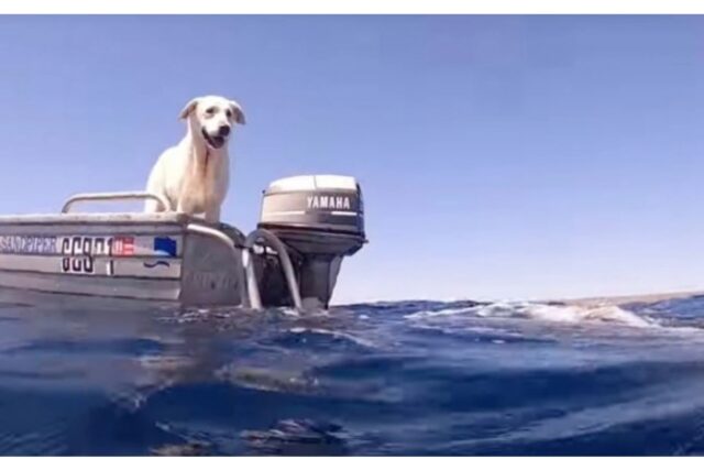 Il cucciolo di Labrador Retriever Sailor incontra uno squalo balena (VIDEO)