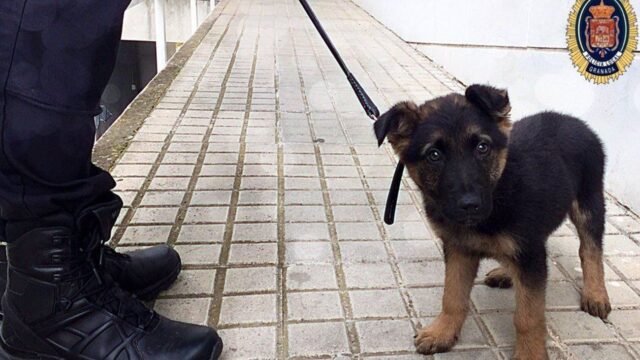 Un cucciolo di Pastore tedesco sopravvive ad un pestaggio