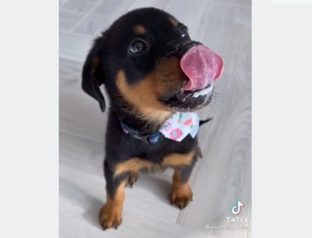 Il cucciolo di Rottweiler Kiko si gusta il suo primo puppuccino