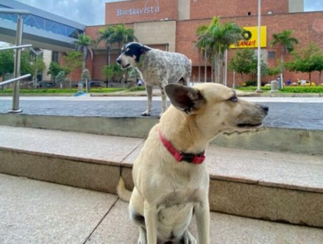 Il cucciolo di cane Manchas è stato aiutato da una guardia giurata di un centro commerciale