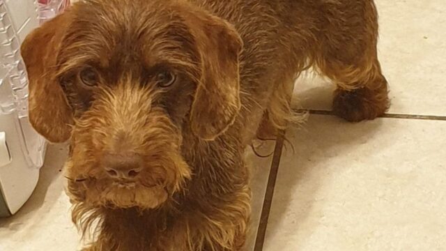 Il cucciolo di cane Rummy è stato ritrovato dalla polizia dopo diversi mesi