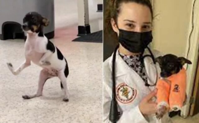 Il cucciolo di cane Siggi dopo un’operazione cammina normalmente (VIDEO)