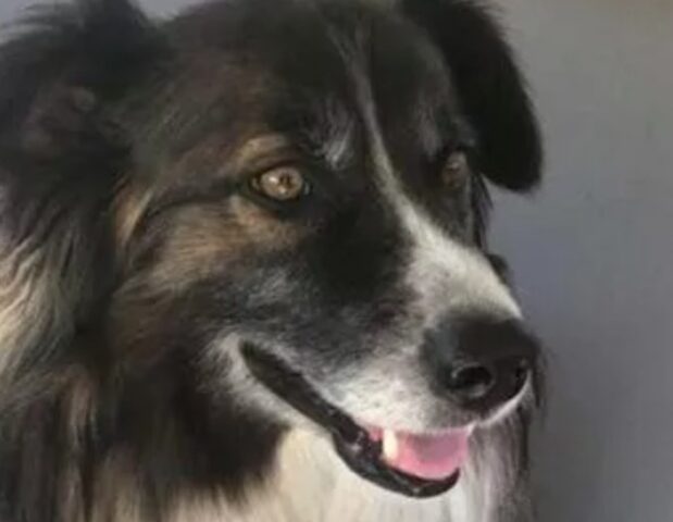 Cucciolo di cane Toby salva la vita della sua padrona dalla caduta di un meteorite