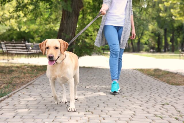 Il cucciolo di cane deve camminare per prevenire il rischio dell’insorgenza di malattie