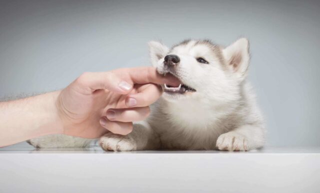 cucciolo di husky morde un dito