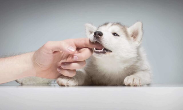 Cosa fare se il cucciolo di cane morde il bambino?