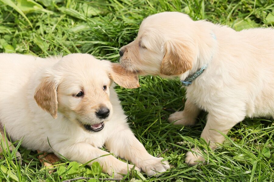 due cuccioli di golden retriever